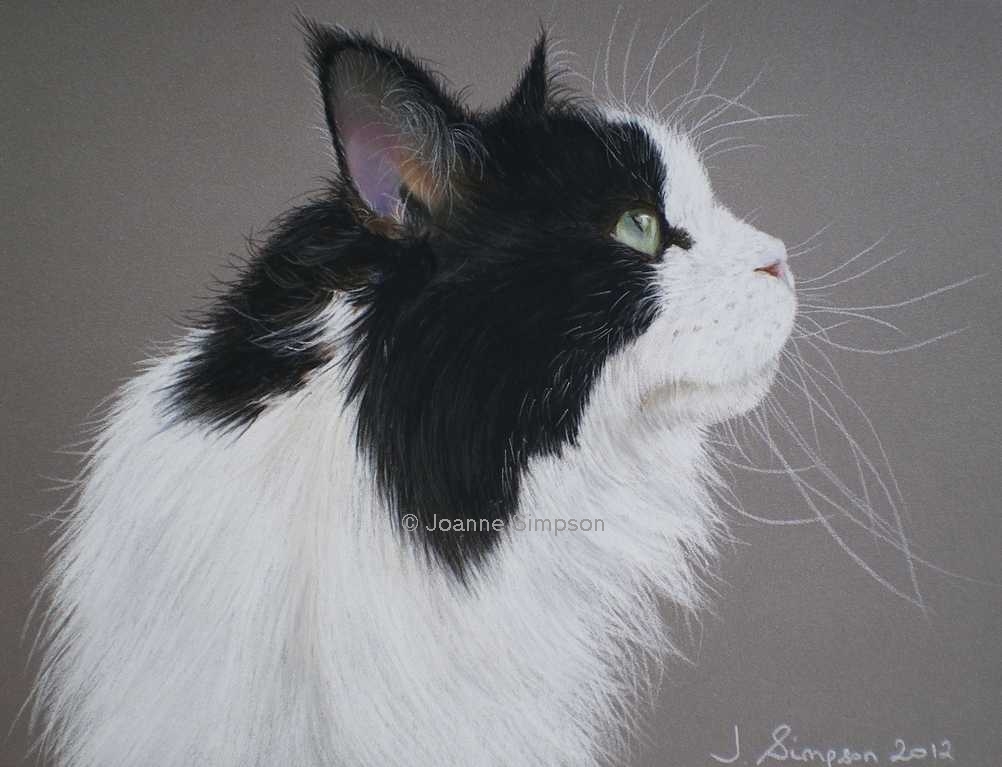 Maine Coon pet portrait.